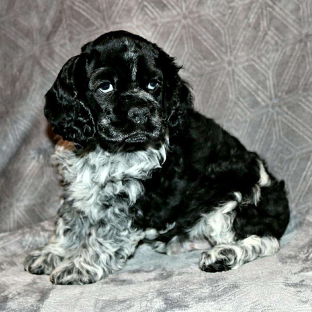 sable roan cocker spaniel puppies for sale