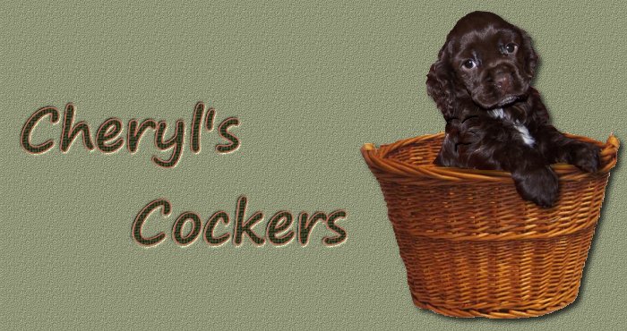 parti cocker spaniel puppies for sale