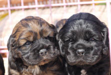 Sable cocker spaniel