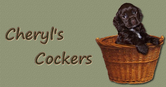 Cheryl's Cockers, cocker spaniel puppies for sale